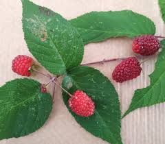 Image result for Rubus iringanus