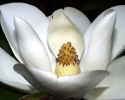 The Magnolia Flower Symbolism Associated With Perseverance And Love Of Nature Cheap Wedding Flowers Diy Wedding Flowers Tropical Wedding Flowers