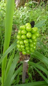 Image result for Anchomanes