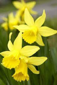 Daffodil Care When Done Blooming Daffodils Daffodil Flower Daffodils Planting
