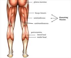 .16 penile numbness and perineum tenderness.18 any suggested exercises or stretches?.22 leg musculature 209 elbow tendonitis and saddle sores. Ä¯sipareigojimas GranulÄ—s Isvykimas Ä¯ Upper Leg Part Yenanchen Com