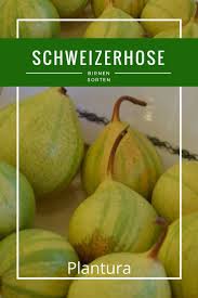 Schweizerhose Plantura Birnensorten Rezepte Mit Obst Birne