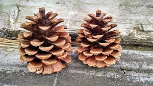 Astuces Et Bons Plans Deco Bricolage Jardin Beaute Ideebricolagefacile Bricolagedecor Pomme De Pin Bricolages Avec Des Pommes De Pin Deco Pomme De Pin