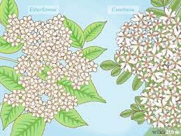A mature american elderberry is about 12 feet tall, while the european elderberry grows up to 20 feet tall. 3 Ways To Identify Elderflower Wikihow