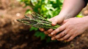 Image result for Asparagus buchananii