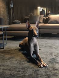 Certain dog breeds, such as the chinese crested and xoloitzcuintli, have genes for hairlessness. Pin On Xoloitzcuintle