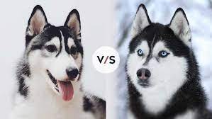 The alaskan husky began attracting attention with the alaskan gold rush in the late 1800's. Alaskan Husky Vs Siberian Husky Which Is Better