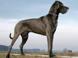 Great dane puppies for sale, detroit, michigan. Great Dane North Elm Animal Hospital