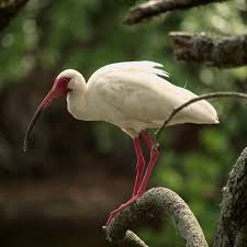 Image result for Ibis White 2017 Q1