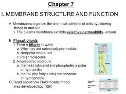 Proteins are large, complex molecules found in living things. Cell Membrane Transport Fluid Mosaic Model Lipids Proteins Carbohydrates Membrane Trafficking Passive Transport Active Transport Bulk Ppt Download