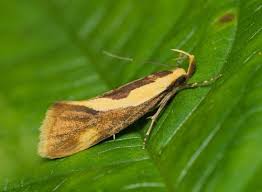 Image result for Telechrysis tripuncta