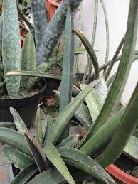 Image result for Sansevieria sinus-simiorum