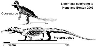 Image result for Proterosuchus
