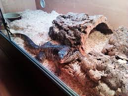 wts saturday silverand gold sale! Se England Golden Tegu For Sale Reptile Forums