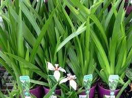 Image result for Neomarica northiana