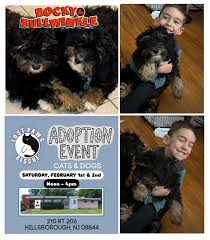 Flower will be at adoption day today 210 Route 206 in Hillsborough NJ 12 to  3. Sweet Flower is still waiting for her forever home. Adoption day with  all the noise, people