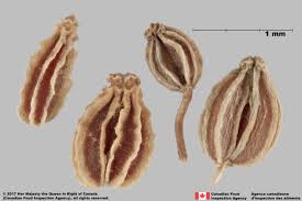 Image result for Conium