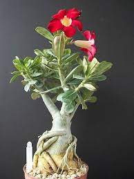 Adenium Obesum Desert Rose Plant Ebay Rare Flowers Bonsai Flower Desert Rose Plant
