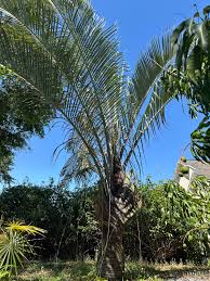 Image result for Dypsis decaryi