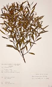 Image result for Olea chimanimani