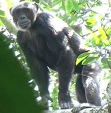 Bili Ape Mystery Chimpanzee Or Gorilla Chimpanzee Gorilla Apes