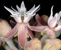 Image result for Apocynaceae subfamily Periplocoideae