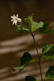 Image result for Jasminum dichotomum