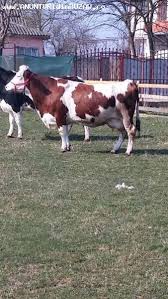 Credit 0% si livrare gratuita in toata moldova. Vand 2 Vaci Baltata Romaneasca Si Holstein In Ploiesti