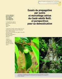 Image result for Coula edulis