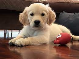 Check spelling or type a new query. Golden Retriever Puppy Golden Retriever Dogs Golden Retriever Retriever
