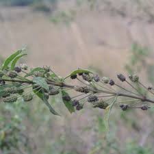 Image result for Lippia woodii
