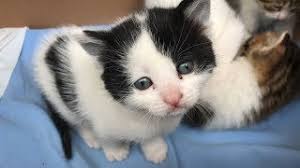 kedi sesi mp3 indir dur