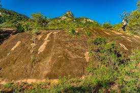 Image result for Craterostigma hirsutum