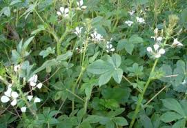 Image result for Cleome gynandra