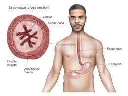 Image result for esophagus