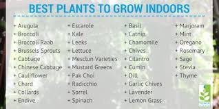 Read on to find the perfect plant for your space. Everything You Need To Know About Indoor Gardening