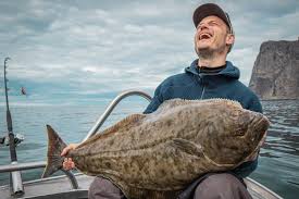 The monterey bay aquarium says that they reach a maximum length. Halibut Fishing In Shallow Water Nappstraumen Fishing Report Sportquest Holidays
