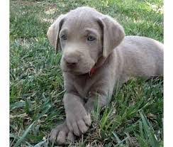Mother and father are both akc registered yellow labs. Silver Labs From Shades Of Gray Home Facebook