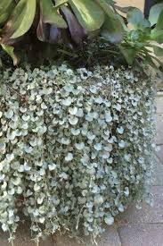 Image result for Dichondra