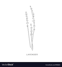 Great as a gift or just to frame on your wal. Lavender Illustration Black And White Download Illustration 2020