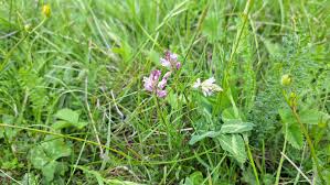 Image result for Polygala arenaria