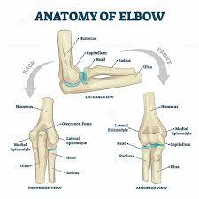 Anatomy Of Elbow Skeletal Bone Structure Labeled Scheme Vector Illustration Joints Anatomy Anatomy Anatomy Bones