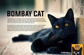 Bombay Cat Black American Shorthair Cat Pin On Pets Crazy Cat Lady