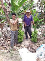 Bukan berarti tidak baik untuk pisau,tapi dengan harga yang telah ditekan pastinya bahan 420 lebih terjangkau (you get what. Testimoni Pisang Hasil Pisang Y Baja Terbaik Ezigrow Facebook