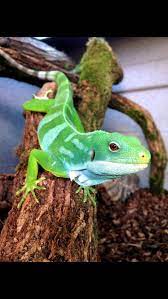 Pin On Reptiles Part 1 2