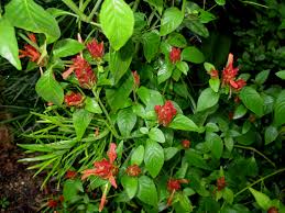 Image result for Justicia elegantula