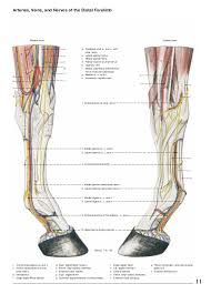 Anatomy Of The Horse
