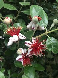 Image result for Feijoa sellowiana