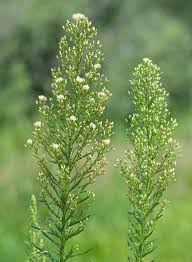 Image result for Conyza