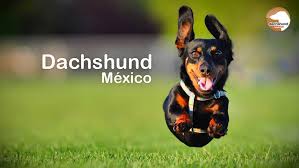 Envíos gratis en el día ✓ compre criadero de perros salchicha en cuotas sin interés! Dachshund Mexico Home Facebook